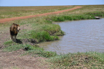 big male lion looking for its prey near the water 