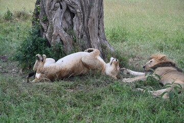 Fototapeta premium extremely rare sight of a lioness sleeping behind the tree
