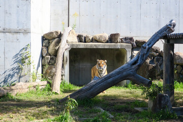 動物園のトラ