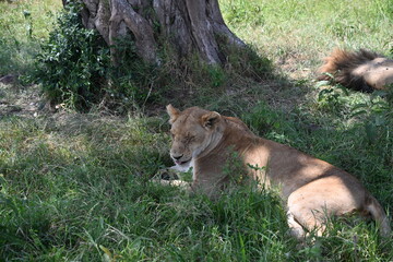 exhausted lioness after mating 