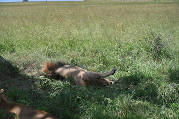 male lion sleeping in a funny position 