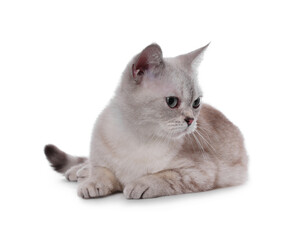 Cute British Shorthair cat on white background