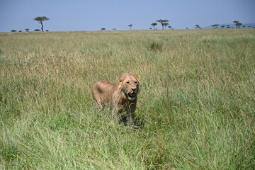 male lion coming towards us