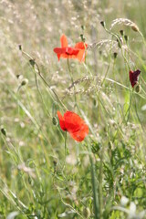 Naklejka premium poppy flowers in the field