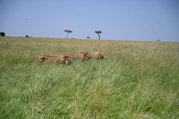 Naklejka na ściany i meble three big male lions on the move to hunt its prey in maasai mara 