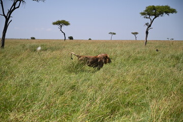 male lion marking his territory with he's pee