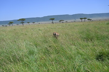 Naklejka na ściany i meble back view of a male lion walking on the grass