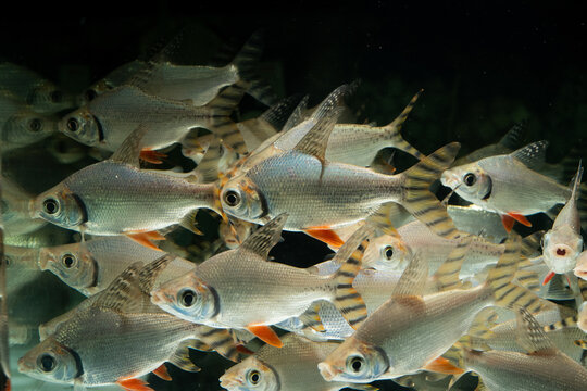 School of silver prochilodus fishes swimming in an aquarium