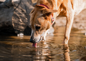Closeup of a Carolina dog or American Dingo drinking water standing in the water under the sunlight