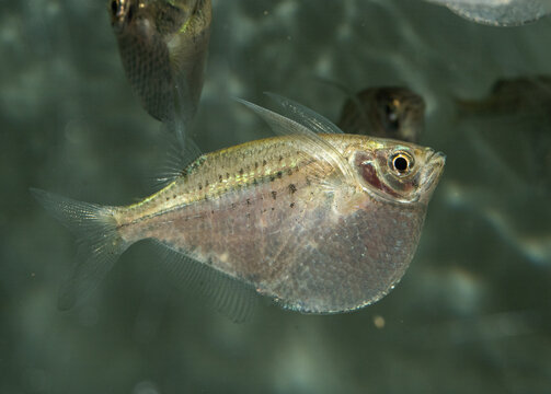 Closeup of a common hatchetfish in an aquarium