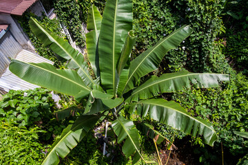 Banana palm bunch of leaves, top of banana tree view