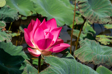 lotus flower in wild lotus pond with green leaves