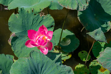 lotus flower in wild lotus pond with green leaves