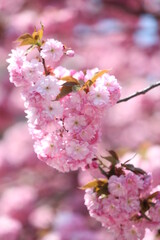 Obraz premium pink cherry blossom in spring