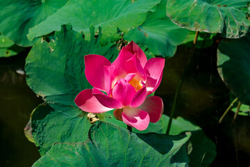 lotus flower in wild lotus pond with green leaves
