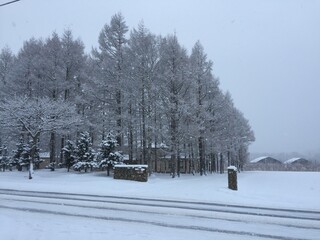 winter in the forest at niseko, hokkaido japan
