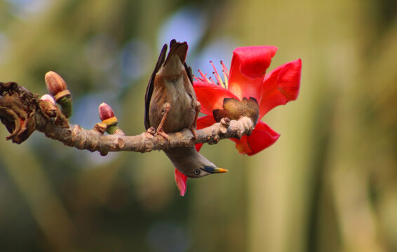 Closeup of the bird on Malabar silk-cotton tree. Bombax ceiba.