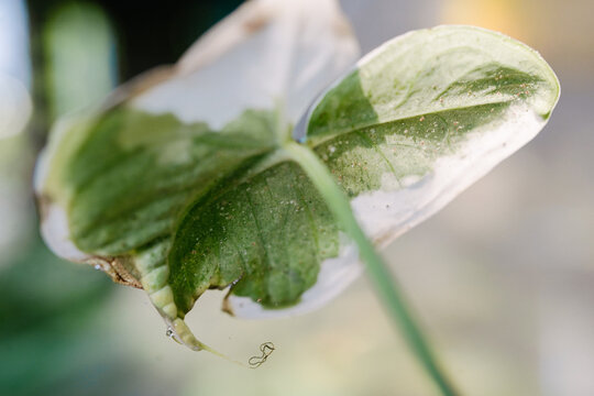 spider mite attack xanthosoma plant
