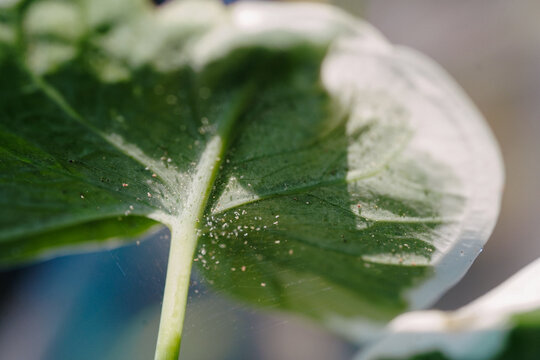spider mite attack xanthosoma plant