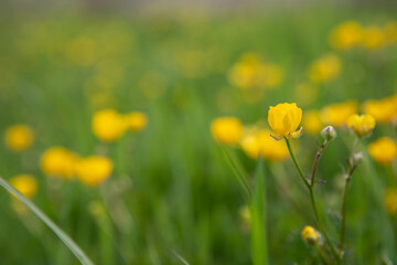 Fototapeta premium yellow flowers in the field