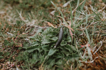 slug on grass