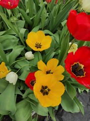red and yellow tulips full frame background 