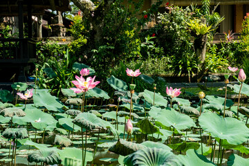lotus flower in wild lotus pond with green leaves