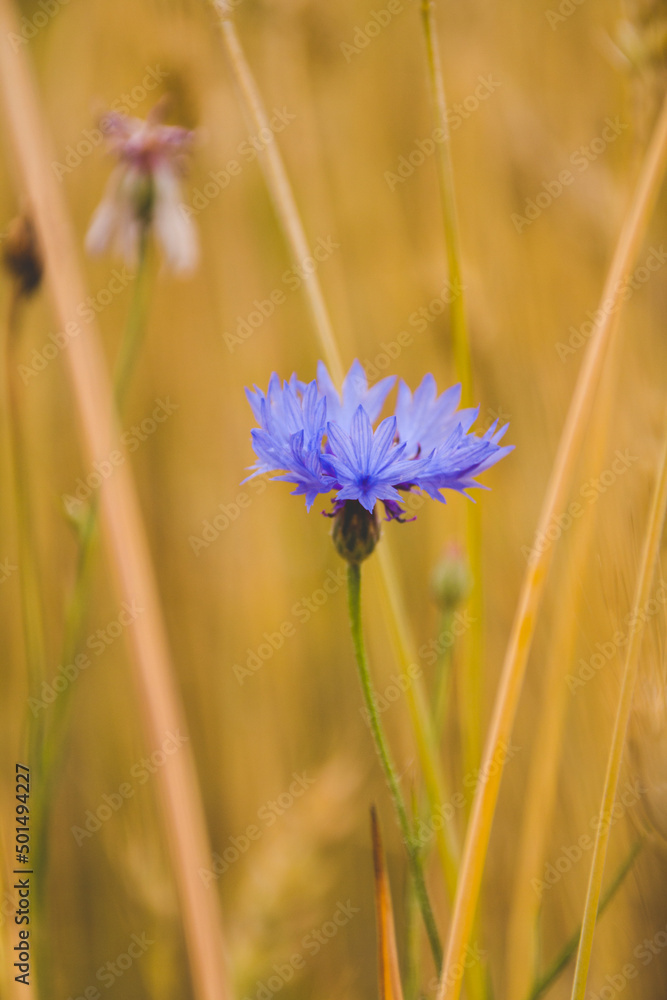 Poster A lonely cornflower in a field.