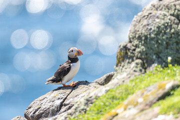 Closeup of a Puffin bird perching on coastal rock against a bokeh background - Powered by Adobe