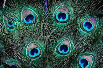 Closeup of elegant and vibrant peacock feathers