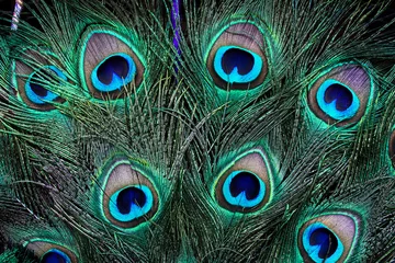 Foto auf Acrylglas Closeup of elegant and vibrant peacock feathers © Milena Re1/Wirestock Creators