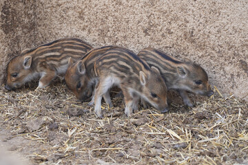 Closeup shot of three piglets feeding