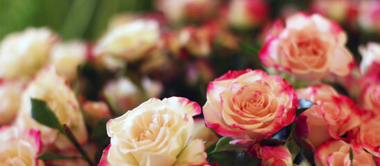 Thriving of full bloom flowerscape, floral visual of live flowers wall, beautiful roses background. Front top photo of a pink roses with selective focus in a bouquet on a soft green background 