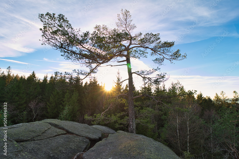 Poster single pine tree grows on a rock and there is a dense forest below