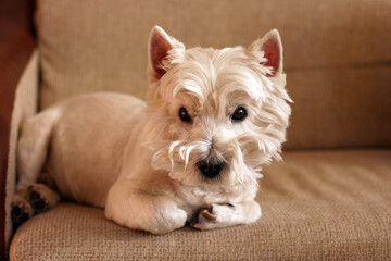 Cute West Highland White Terrier lies in sofa