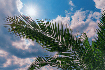 Palm tree branch close up with sun seen through the clouds. Beautiful nature bakground. Summer concept