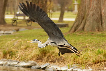 Flying heron grey, with spread wings over the lake in Royal Game Reserve - Stromovka, Prague, Czech Republic