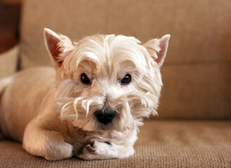 Cute West Highland White Terrier lies in sofa