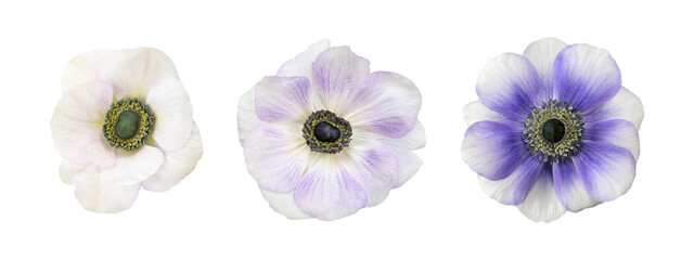 White and blue anemone flowers head isolated white background.