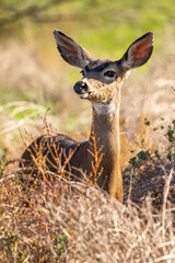 California Mule Deer (Odocoileus hemionus californicus) standing in the dry grass field. Beautiful deer in its natural habitat.