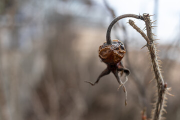 rosehip after winter