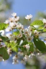 apple tree blossom