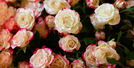 Obraz na płótnie Canvas Thriving of full bloom flowerscape, floral visual of live flowers wall, beautiful roses background. Front top photo of a pink roses with selective focus in a bouquet on a soft green background 
