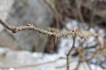 rosehip after winter