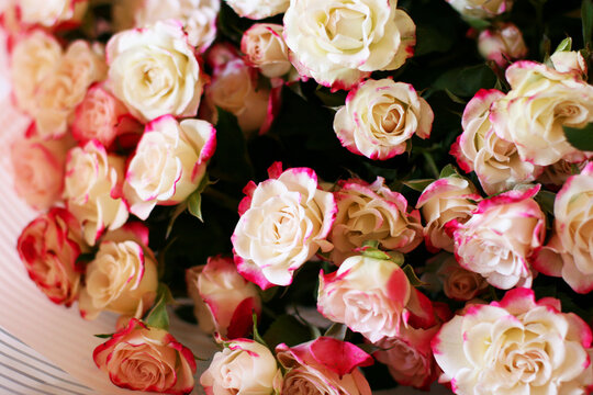 Thriving of full bloom flowerscape, floral visual of live flowers wall, beautiful roses background. Front top photo of a pink roses with selective focus in a bouquet on a soft green background 