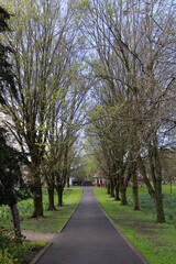 Vertical shot of trees with pathway in The peoples park Limerick City, Ireland