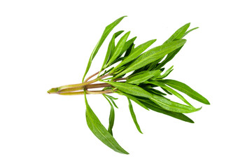 Fototapeta premium freshly harvested zahter thyme on isolated white background