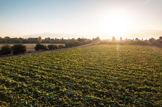 Beautiful Sunset Over Big Green Field In Paine, Chile