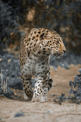 Vertical shot of a amur leopard in the wilderness of our nature