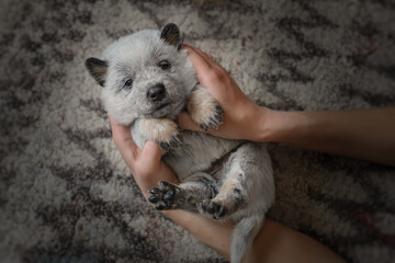 Little Australian Cattle Dog puppy lies in hands